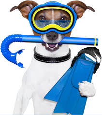 Paddlin Paws Logo