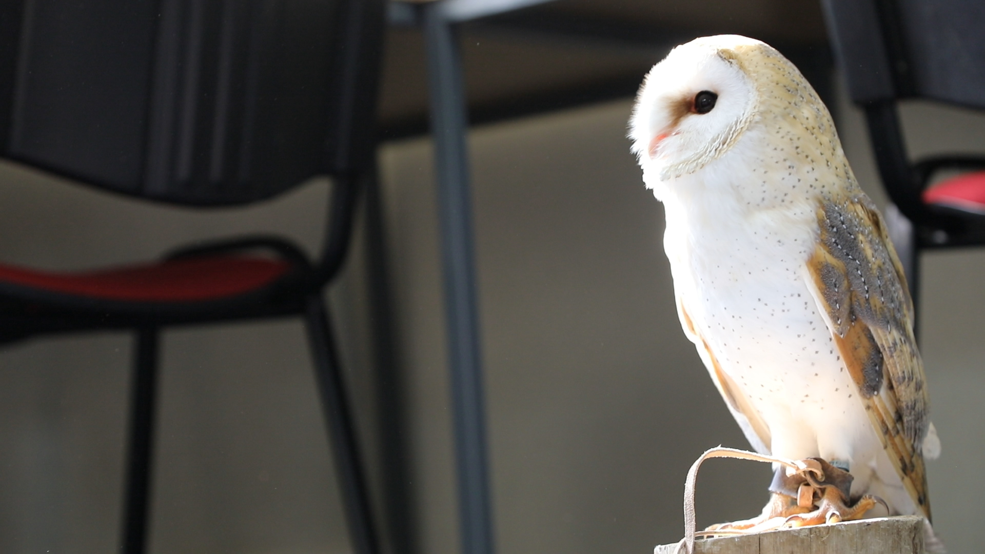 Owl at Careers With Animals Day