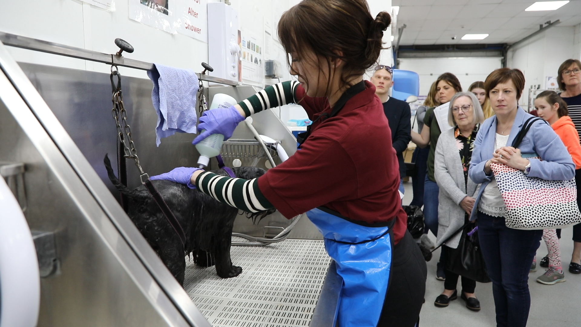 Dog Groomer demonstrating bathing techniques to visitors