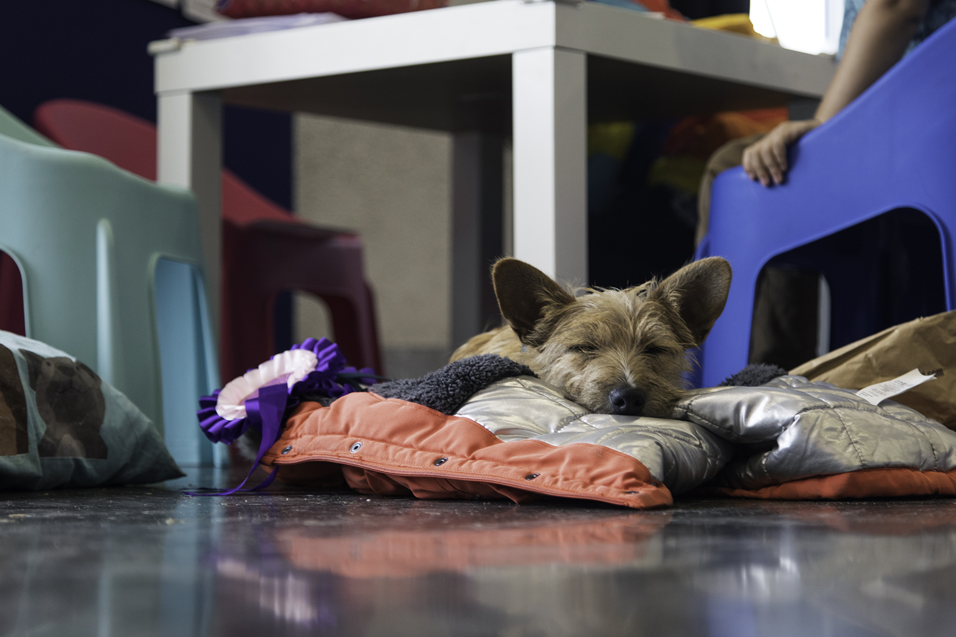 Dog sleeping at Careers With Animals Day